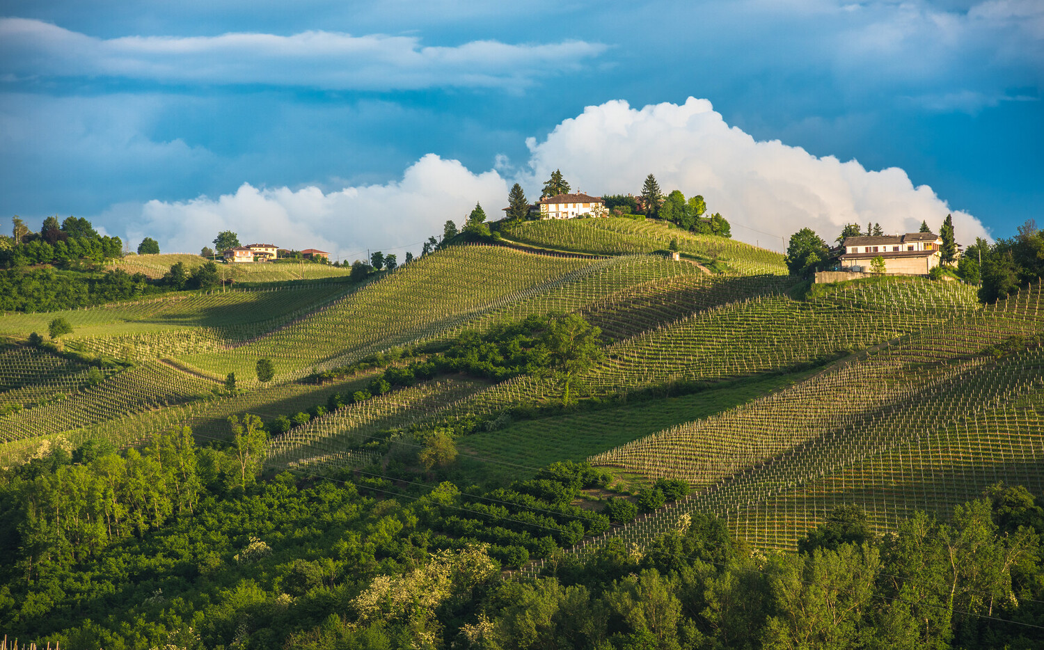 Piemonte's Wine Area